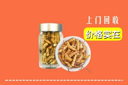 泰山区回收散虫草