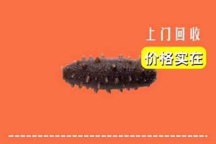 泰山区回收海参
