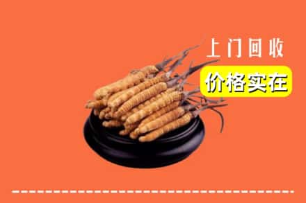泰山区回收冬虫夏草